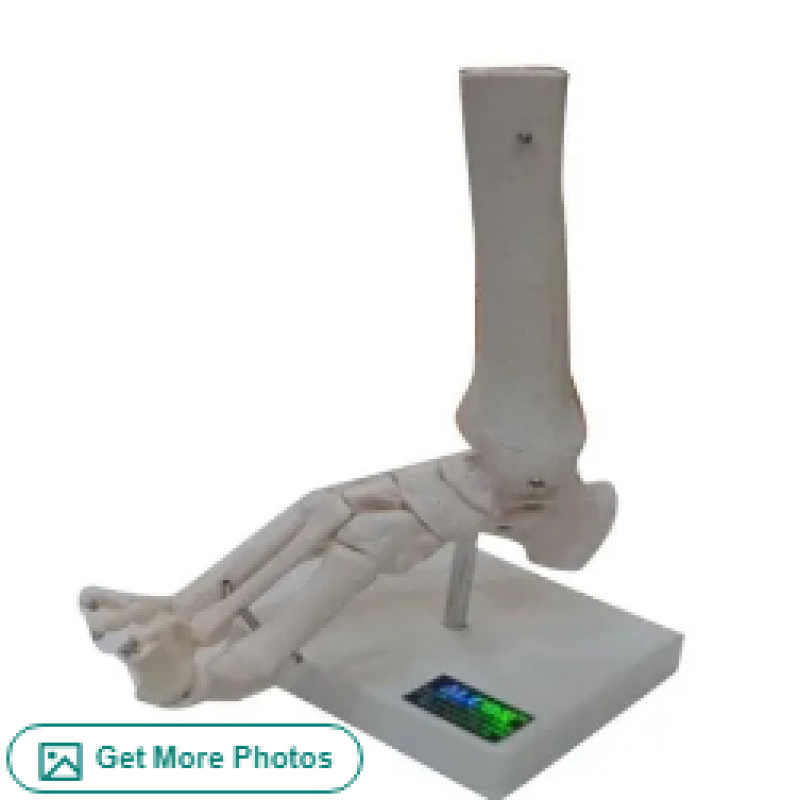 Buy Life Size Foot Joint Model Get Price For Lab Equipment