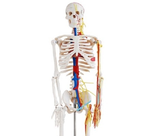 Buy Human Skeleton Model With Nerves And Blood Vessels Get Price For