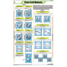 Plant Cell Meiosis For Botany Chart