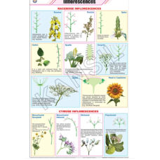 Inflorescences For Botany Chart