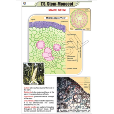 TS Stem Monocot For Botany Chart