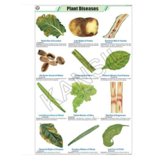 Plant Diseases For Botany Chart