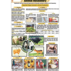 Animal Husbandry For General Chart