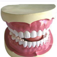 Teeth Model