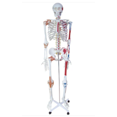 Human Skeleton