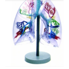 Transparent Lungs Segments Model