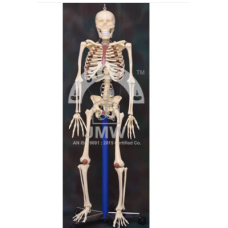 Human Skeleton Model