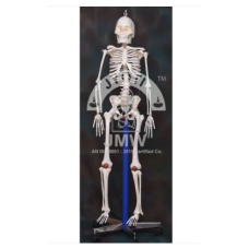 Human Skeleton Model