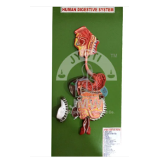 Human Digestive System Model