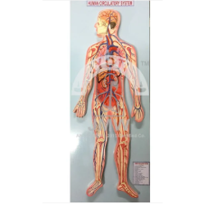 Human Circulatory System Model