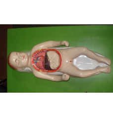 Placenta Model