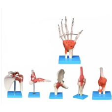 Bone Joint Anatomical Model