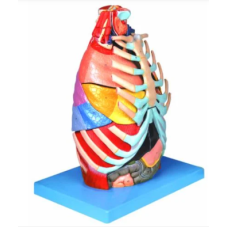 Thoracic Cavity Model