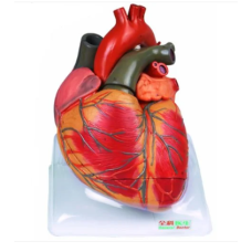 Human Heart Anatomical Model