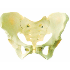 Female Pelvis