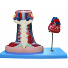 Mediastinum Model