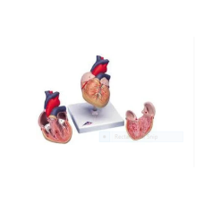 Heart Anatomy Model