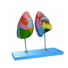 Lung Segment Model