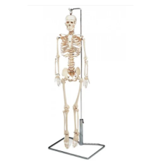 Human Skeleton