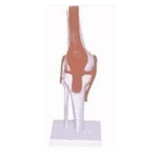 Knee-Joint-Model