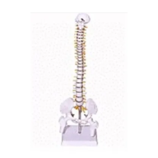 Spine_Model