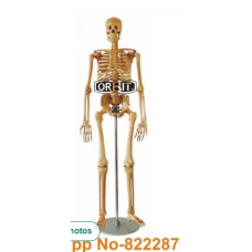 Human Skeleton