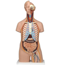 Human Anatomical Models