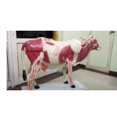 Demonstration Model Of Cow