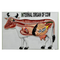 Internal Organs Of Cow Model