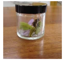 Tissue Culture Jar