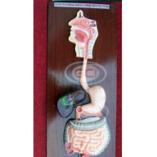 Human Digestive System Model