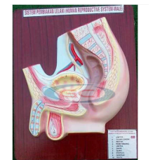 Human Reproductive System - Male