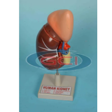 Human Kidney Model