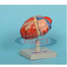 Human Heart Model