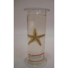 Star Fish Glass Specimen Jar