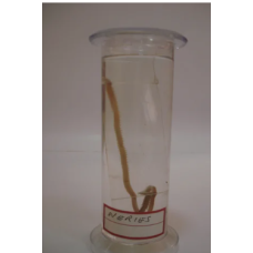 Neries Glass Specimen Jar