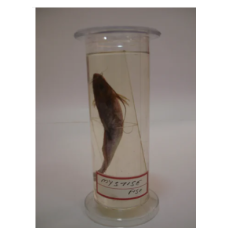 Mytise Fish Glass Specimen Jar