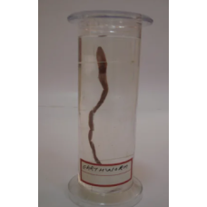 Earthworm Glass Specimen Jar