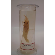 Prawn Glass Specimen Jar