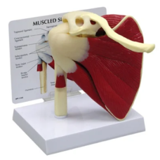 Muscled Shoulder Joint Model