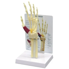 Hand and Wrist Model