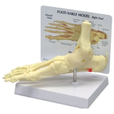 Foot and Ankle Model