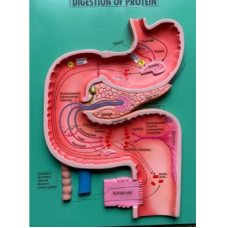 Digestion Of Protein Model