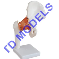 Hip joint model