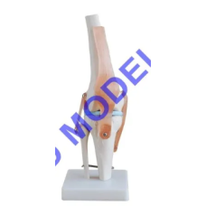 Knee joint model