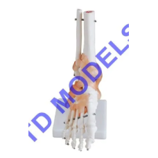 Foot joint model