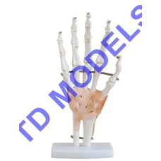 Hand joint model