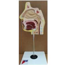 Nasal Cavity Model