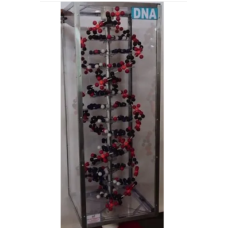 Dna Model Kit