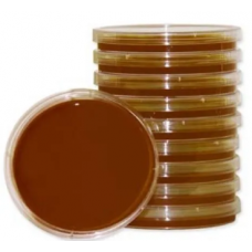 Chocolate Agar Plate